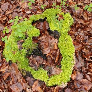 Annelies 09 Mos-atol met paddenstoeltjes